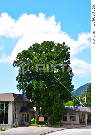 立山　美女杉 106063955