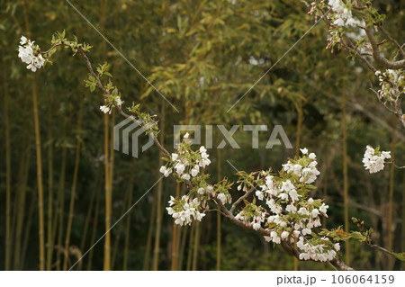 大島桜 106064159
