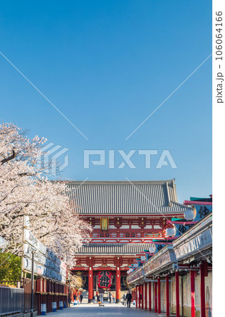 「東京都」仲見世通りの満開の桜 浅草寺 「東京都」仲見世通りの満開の桜 浅草寺 106064166