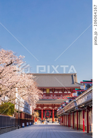 「東京都」仲見世通りの満開の桜 浅草寺 「東京都」仲見世通りの満開の桜 浅草寺 106064167