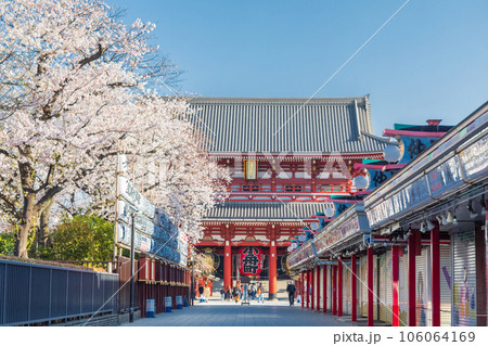 「東京都」仲見世通りの満開の桜　浅草寺 106064169