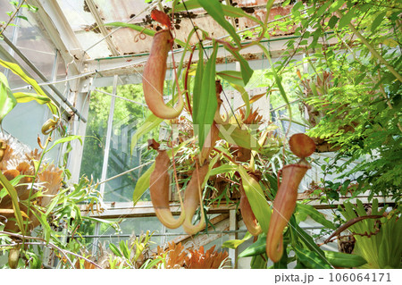 ウツボカズラ ウツボカズラ 106064171