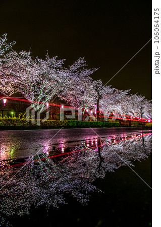 なかさと公園の夜桜 なかさと公園の夜桜 106064175