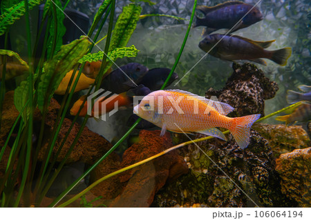 Pseudotropheus zebra, red african cichlid mbuna swimming in aquarium Pseudotropheus zebra, red african cichlid mbuna swimming in aquarium 106064194