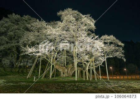 根尾谷薄墨桜 106064873