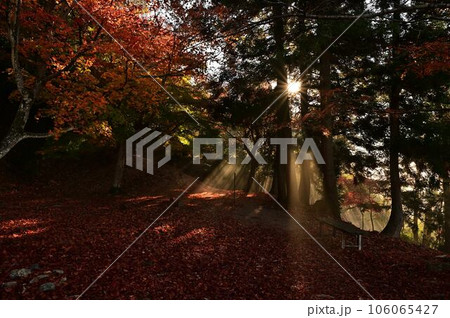 黒井城跡の紅葉 黒井城跡の紅葉 106065427
