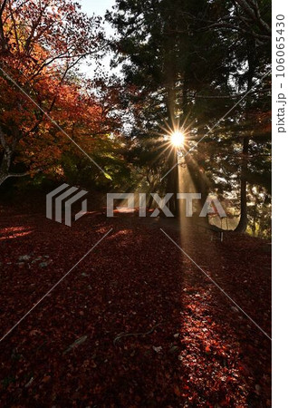 黒井城跡の紅葉 黒井城跡の紅葉 106065430