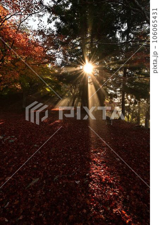 黒井城跡の紅葉 106065431