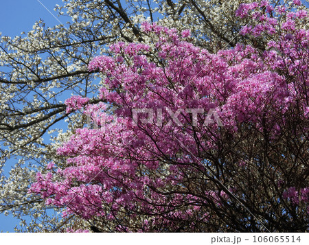 山肌の衣替え 106065514