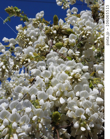 落下傘部隊 106065515