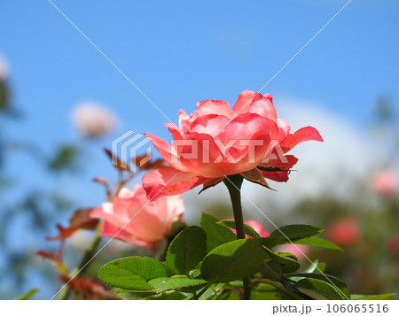 秋空に漕ぎ出でる 秋空に漕ぎ出でる 106065516