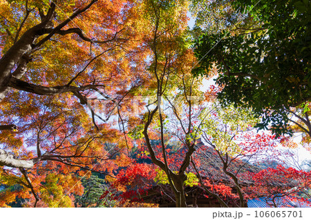 晩秋の古都鎌倉 紅葉の長寿寺 晩秋の古都鎌倉 紅葉の長寿寺 106065701