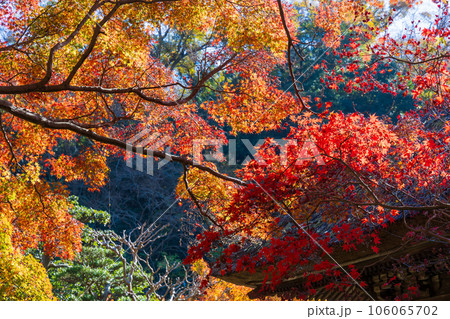 晩秋の古都鎌倉 紅葉の長寿寺 晩秋の古都鎌倉 紅葉の長寿寺 106065702