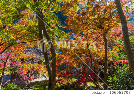晩秋の古都鎌倉 紅葉の長寿寺 晩秋の古都鎌倉 紅葉の長寿寺 106065708