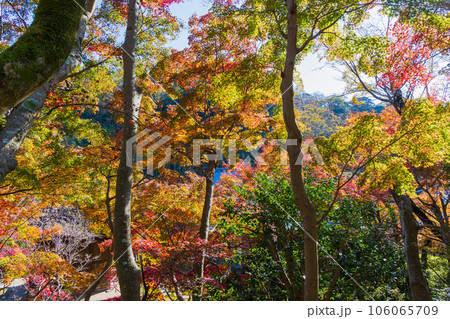 晩秋の古都鎌倉 紅葉の長寿寺 晩秋の古都鎌倉 紅葉の長寿寺 106065709