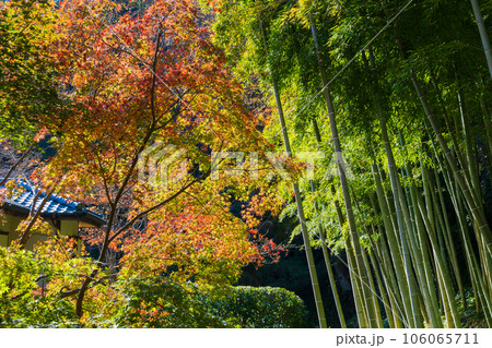 晩秋の古都鎌倉　紅葉の長寿寺 106065711