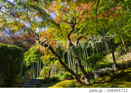 晩秋の古都鎌倉　紅葉の長寿寺 106065712