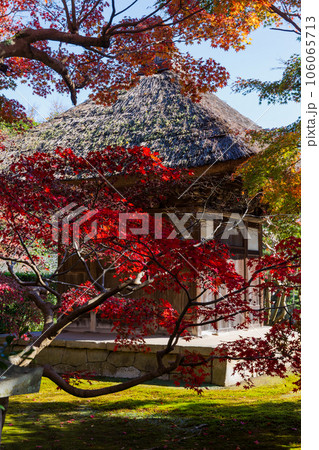晩秋の古都鎌倉　紅葉の長寿寺　観音堂 106065713