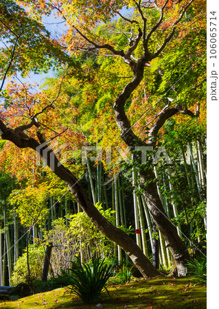 晩秋の古都鎌倉 紅葉の長寿寺 晩秋の古都鎌倉 紅葉の長寿寺 106065714