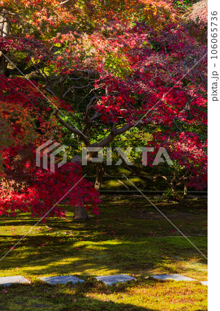 晩秋の古都鎌倉 紅葉の長寿寺 晩秋の古都鎌倉 紅葉の長寿寺 106065736