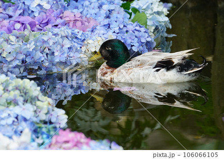 紫陽花と泳ぐマガモ 雨引観音 紫陽花と泳ぐマガモ 雨引観音 106066105