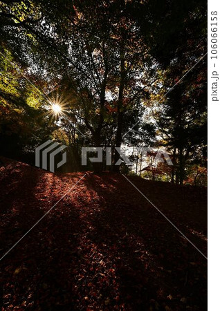 黒井城跡の紅葉 黒井城跡の紅葉 106066158