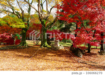 足守藩主大名庭園　晩秋の近水園　紅葉の庭1　岡山県岡山市北区足守 106066270