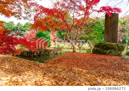 足守藩主大名庭園　晩秋の近水園　紅葉の庭と池1　岡山県岡山市北区足守 106066272