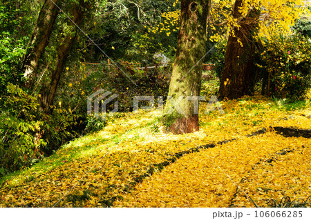 足守藩主大名庭園 晩秋の近水園 銀杏の葉が散る散策路6 岡山県岡山市北区足守 足守藩主大名庭園 晩秋の近水園 銀杏の葉が散る散策路6 岡山県岡山市北区足守 106066285