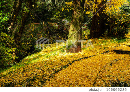 足守藩主大名庭園　晩秋の近水園　銀杏の葉が散る散策路7　岡山県岡山市北区足守 106066286