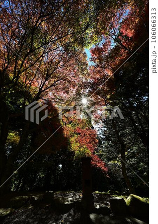 播州清水寺の紅葉 播州清水寺の紅葉 106066313