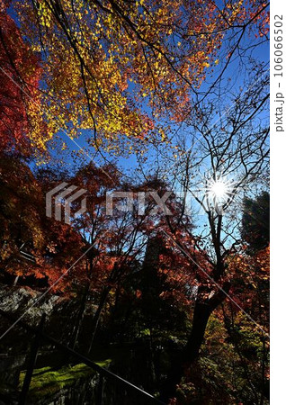 播州清水寺の紅葉 106066502