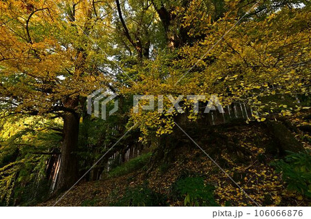 常瀧寺の大イチョウ 106066876