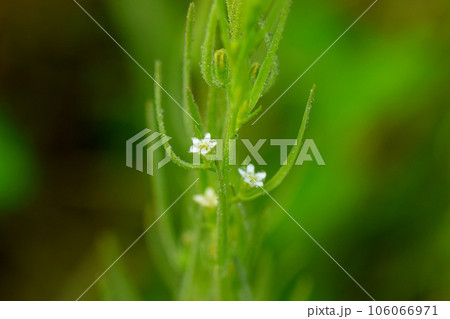 カナビキソウ カナビキソウ 106066971