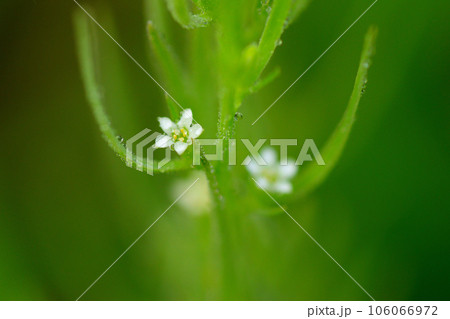 カナビキソウ カナビキソウ 106066972