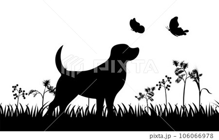 Dog with butterfly, dog and butterflies 106066978