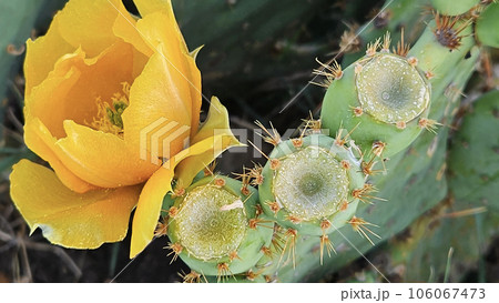 Blooming cactus with bright yellow flowers and sharp spines 106067473