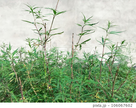 刈り取られた空き地の大麻。屋外の大麻畑。 106067602