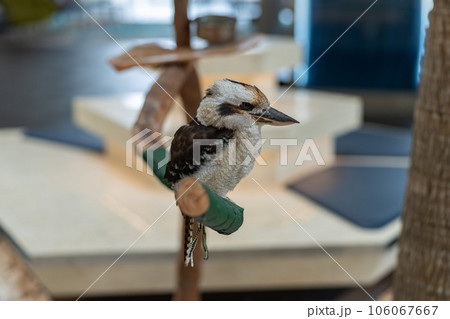 ルネッサンス リゾート オキナワ エントランスのワライカワセミ ルネッサンス リゾート オキナワ エントランスのワライカワセミ 106067667