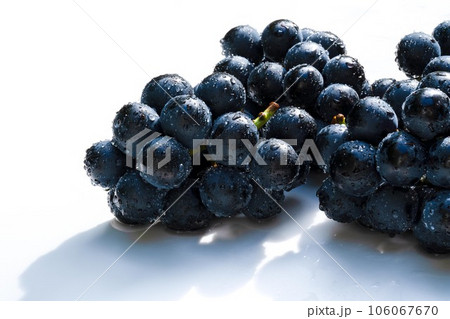 水に濡れたナガノパープル(大粒ブドウ)の白背景写真 106067670