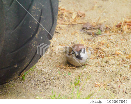 バイクのタイヤとスズメ バイクのタイヤとスズメ 106067843