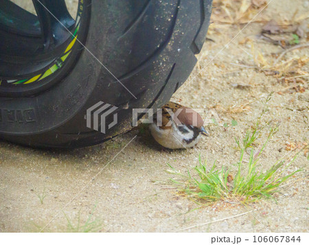 バイクのタイヤに隠れているスズメ バイクのタイヤに隠れているスズメ 106067844