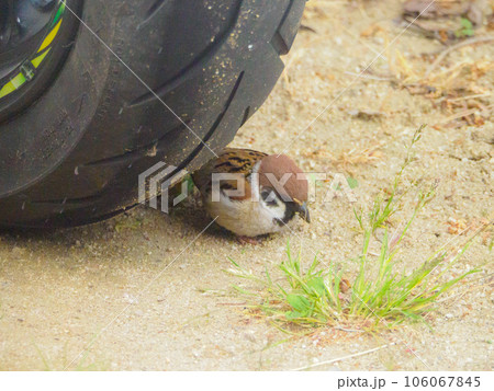バイクのタイヤとスズメを望遠レンズで撮影 バイクのタイヤとスズメを望遠レンズで撮影 106067845