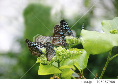 花に群れる蝶チョ達、優雅に飛んでは蜜から蜜へ 花に群れる蝶チョ達、優雅に飛んでは蜜から蜜へ 106067980