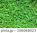 ツタの這う壁 106068023