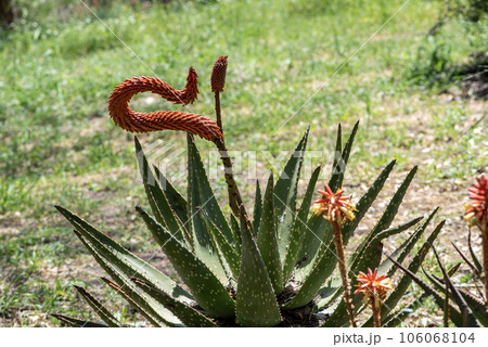 Aloe Ferox in the Seweweekspoort pass , Klein-karoo, Little Karoo, Western Cape, South Africa. Aloe Ferox in the Seweweekspoort pass , Klein-karoo, Little Karoo, Western Cape, South Africa. 106068104