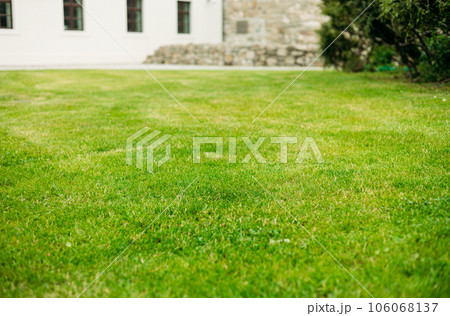 Close up view of a lawn level. Summertime season, selective focus. Green grass natural background. Field for mock up 106068137
