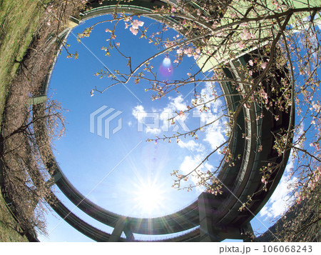 河津桜とループ橋越しに臨む空 106068243