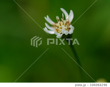 酸性湿地の山野草キク科サワシロギク 酸性湿地の山野草キク科サワシロギク 106068296