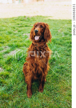 Happy Irish red setter portrait on green grass background, High quality photo 106068831